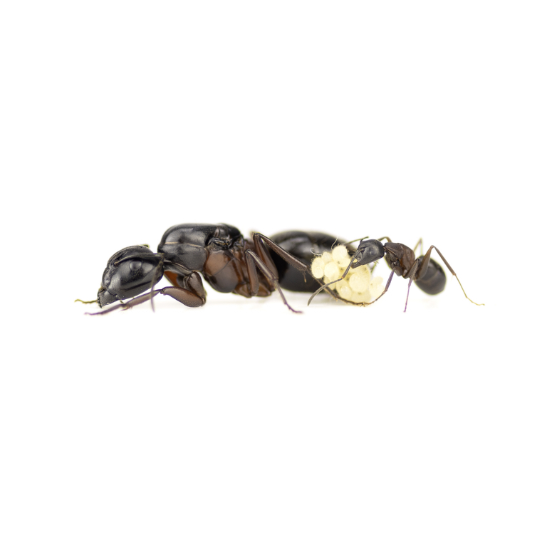 Camponotus herculeanus (Schwarze Rossameise)